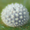 Egg of Varied Dusky-blue - Candalides hyacinthina hyacinthina